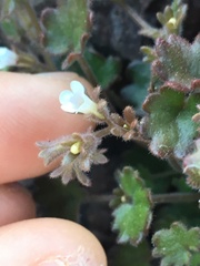 Phacelia rotundifolia