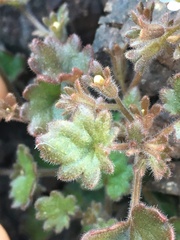 Phacelia rotundifolia