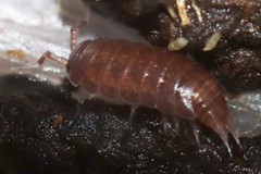 Hyloniscus riparius