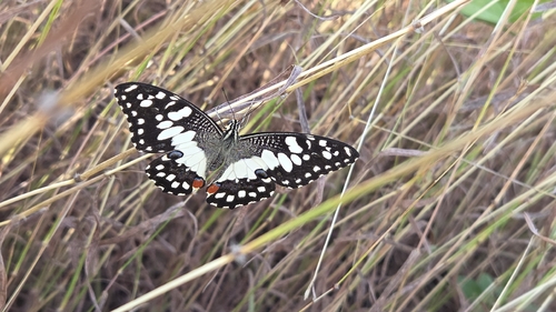 Lime Swallowtail