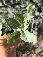 Quercus oblongifolia, photograph (c) Ian McFaul, some rights reserved (CC BY)