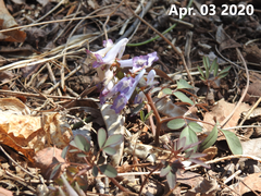 Corydalis caudata