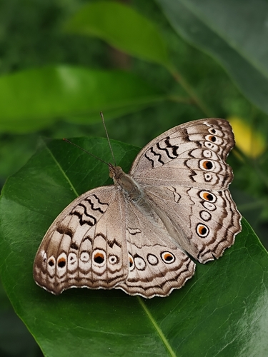 Grey Pansy