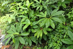 Costus beckii