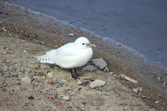 Pagophila eburnea