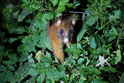 Coppery Brush-tailed Possum