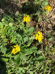 Paysonia lescurii