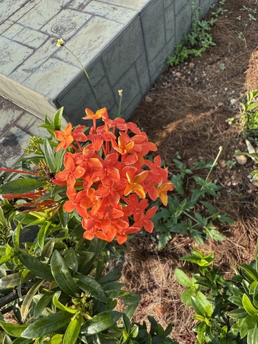 Ixora siamensis