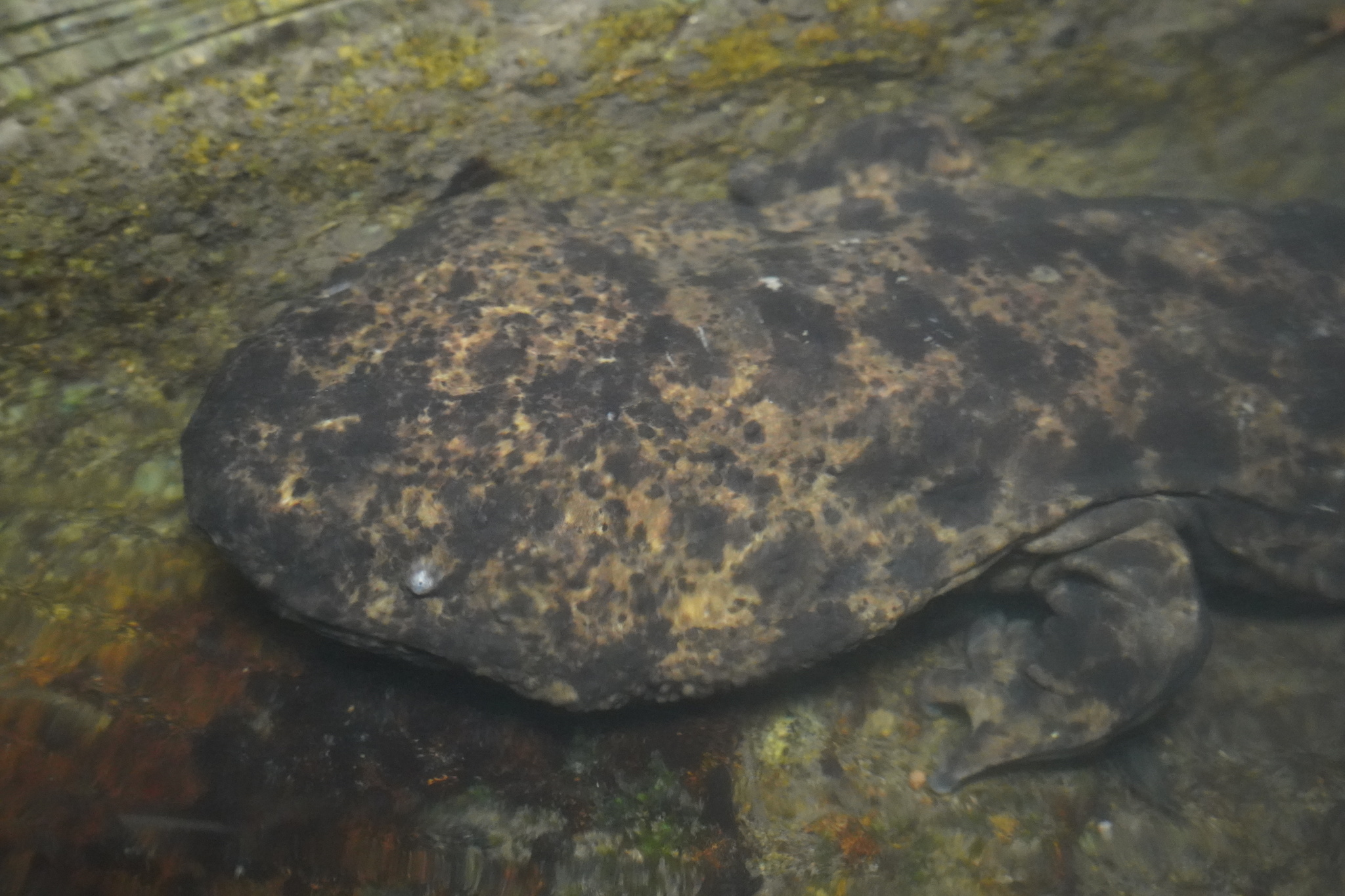 Andrias japonicus (Temminck, 1836)