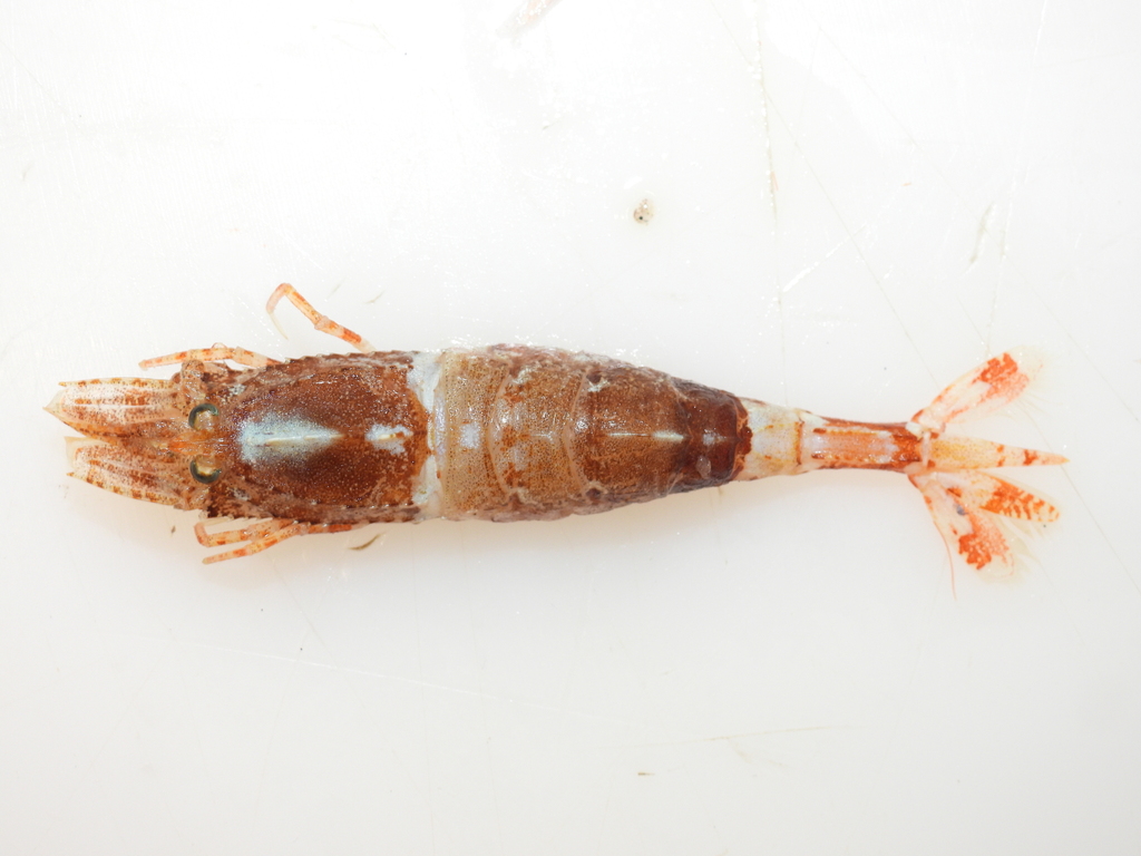 Sars shrimp