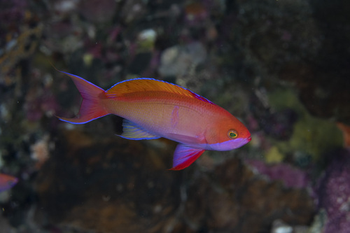 Pseudanthias cooperi observed 2026-05-03
