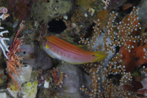 Bodianus bimaculatus observed 2026-05-03