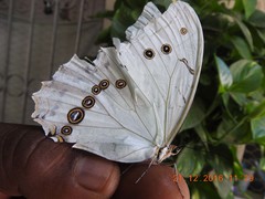 Morpho polyphemus
