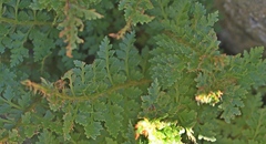 Polystichum cystostegium