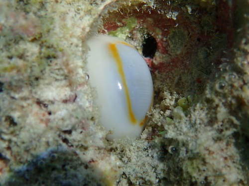 Monetaria annulus