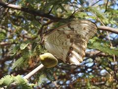 Morpho polyphemus