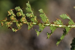 Polystichum cystostegium