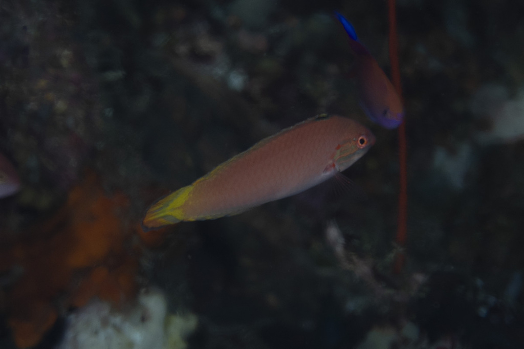 Pale Wrasse