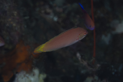 Halichoeres pallidus observed 2026-05-03
