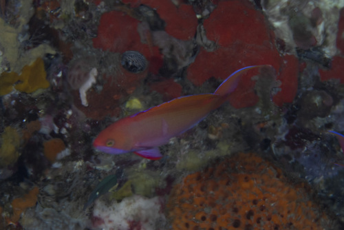 Pseudanthias cooperi observed 2026-05-03