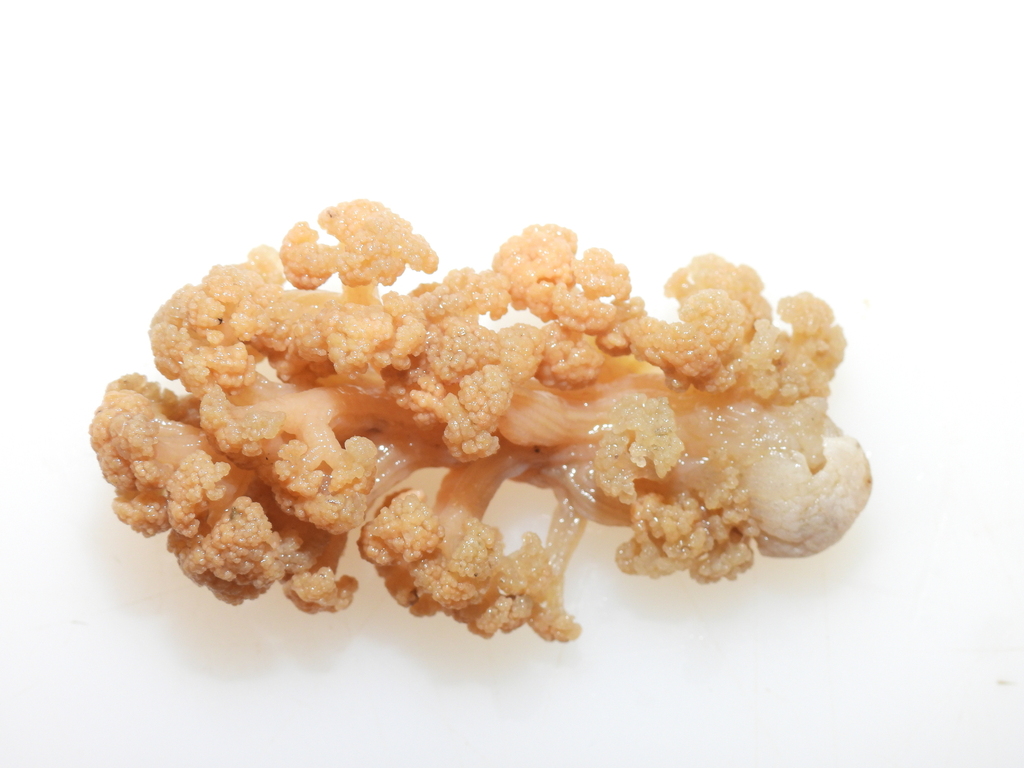 orb carnation coral