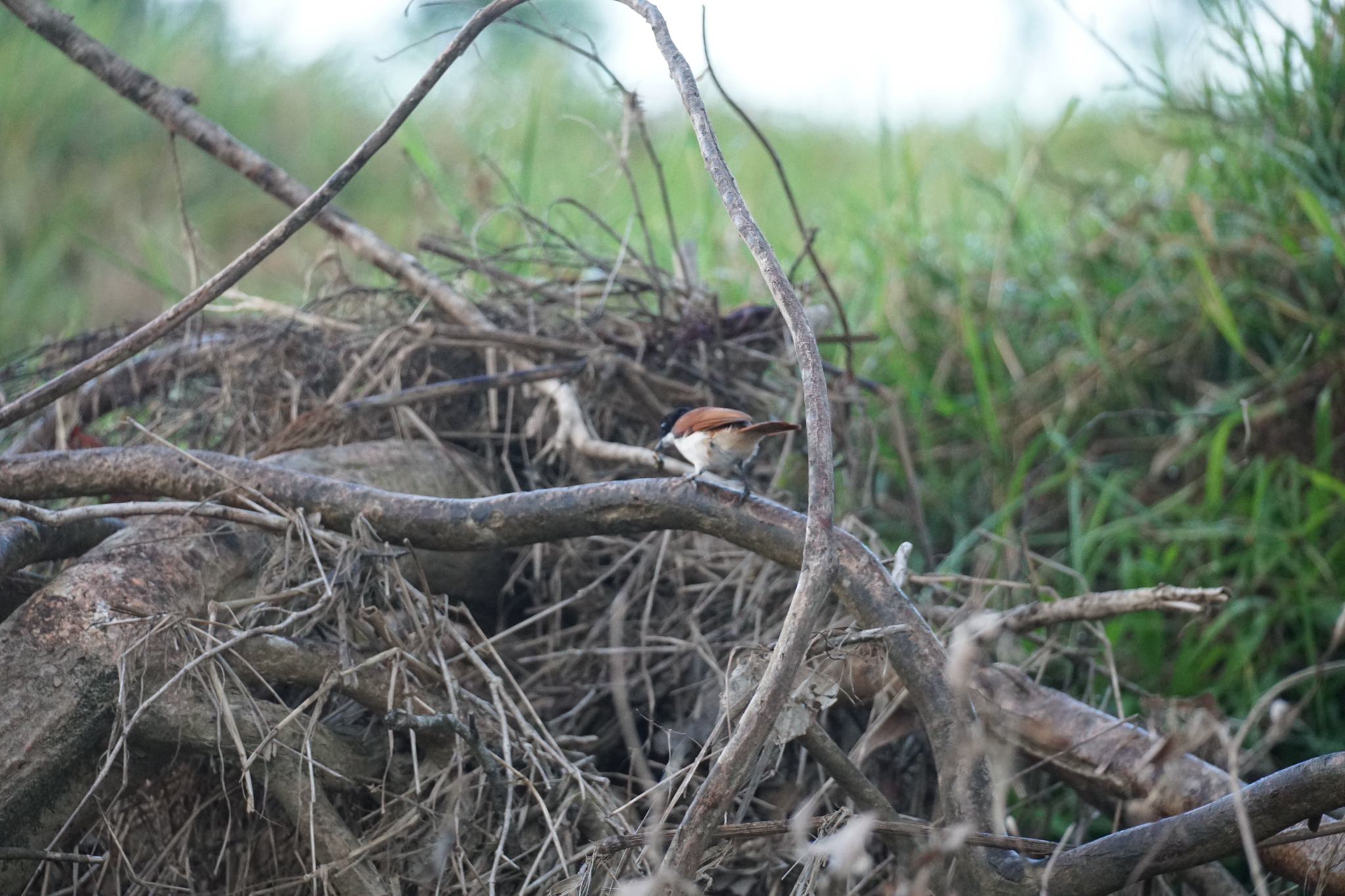 Shining Flycatcher (Myiagra alecto), photo 2