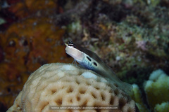 Ecsenius bimaculatus