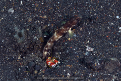 Tomiyamichthys oni