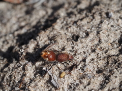 Ephutomorpha ferruginata