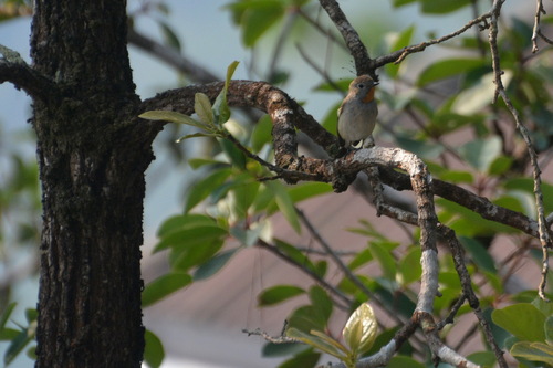 Taiga Flycatcher
