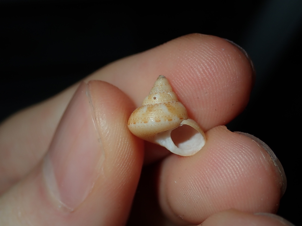 Astele scitula