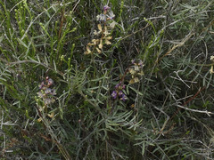Astragalus arizonicus