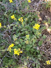 Paysonia lescurii