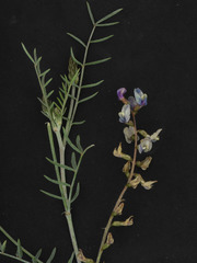 Astragalus arizonicus