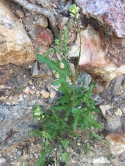 Caulanthus lasiophyllus