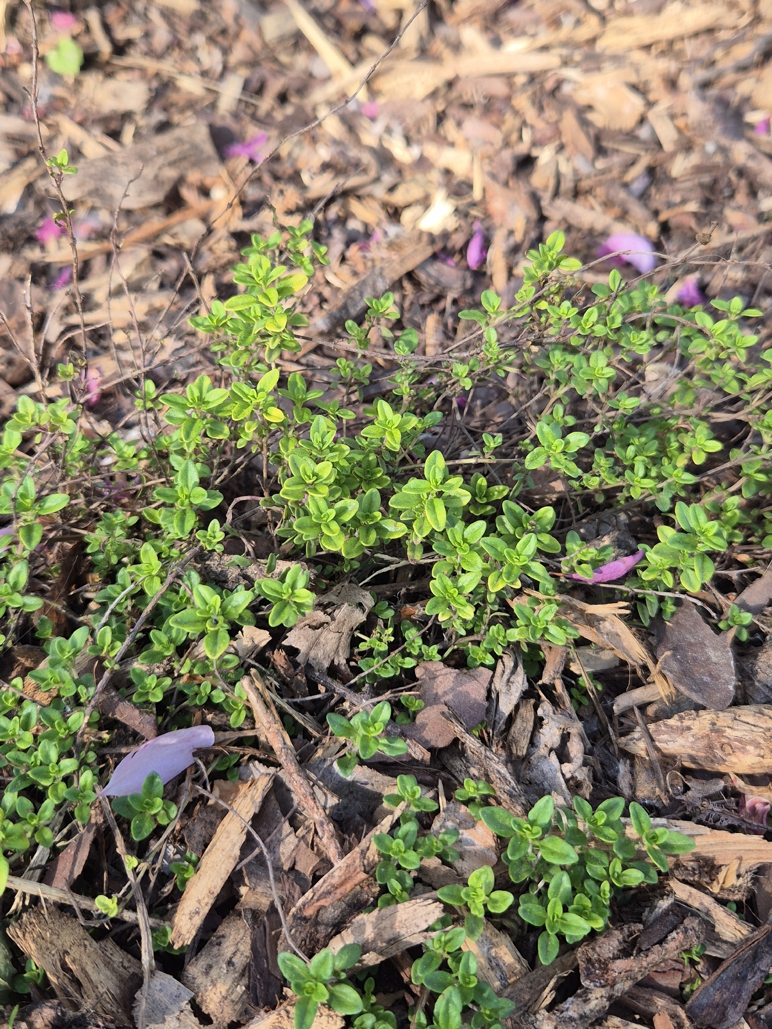 Lemon thyme