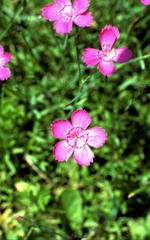 Dianthus deltoides deltoides