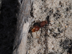 Ephutomorpha ferruginata