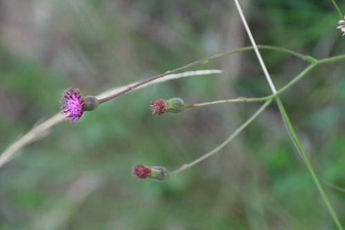 Senecio erubescens, photograph 6