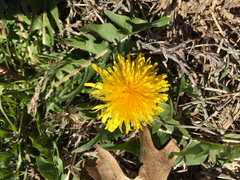 Taraxacum officinale
