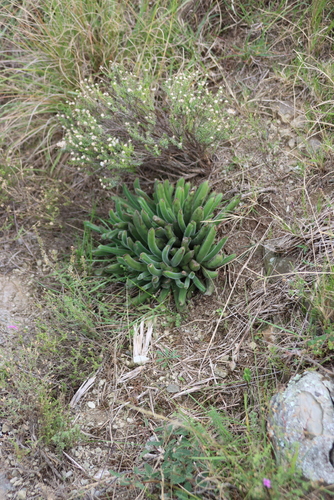 Cotyledon campanulata