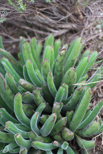 Cotyledon campanulata