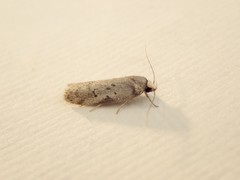 Philobota iphigenes