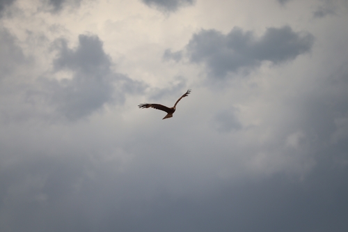 Black-eared Kite