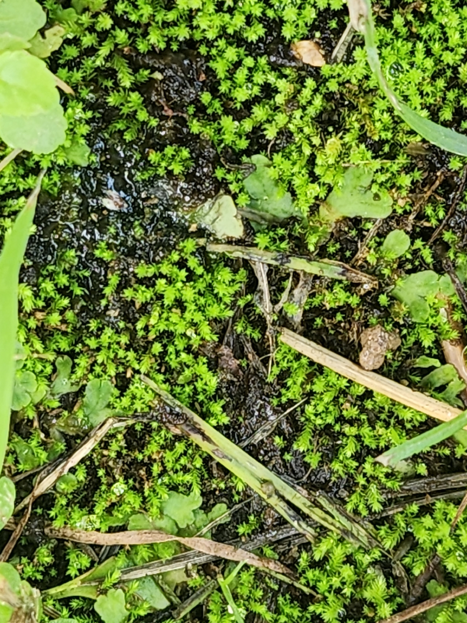 Hyophila involuta (Hyophila involuta)