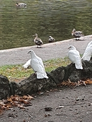 Columba livia domestica