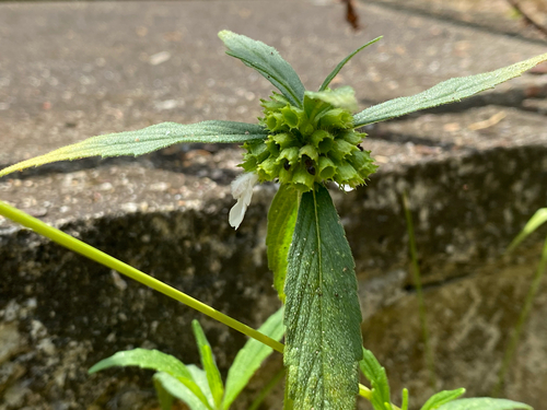 Ceylon slitwort