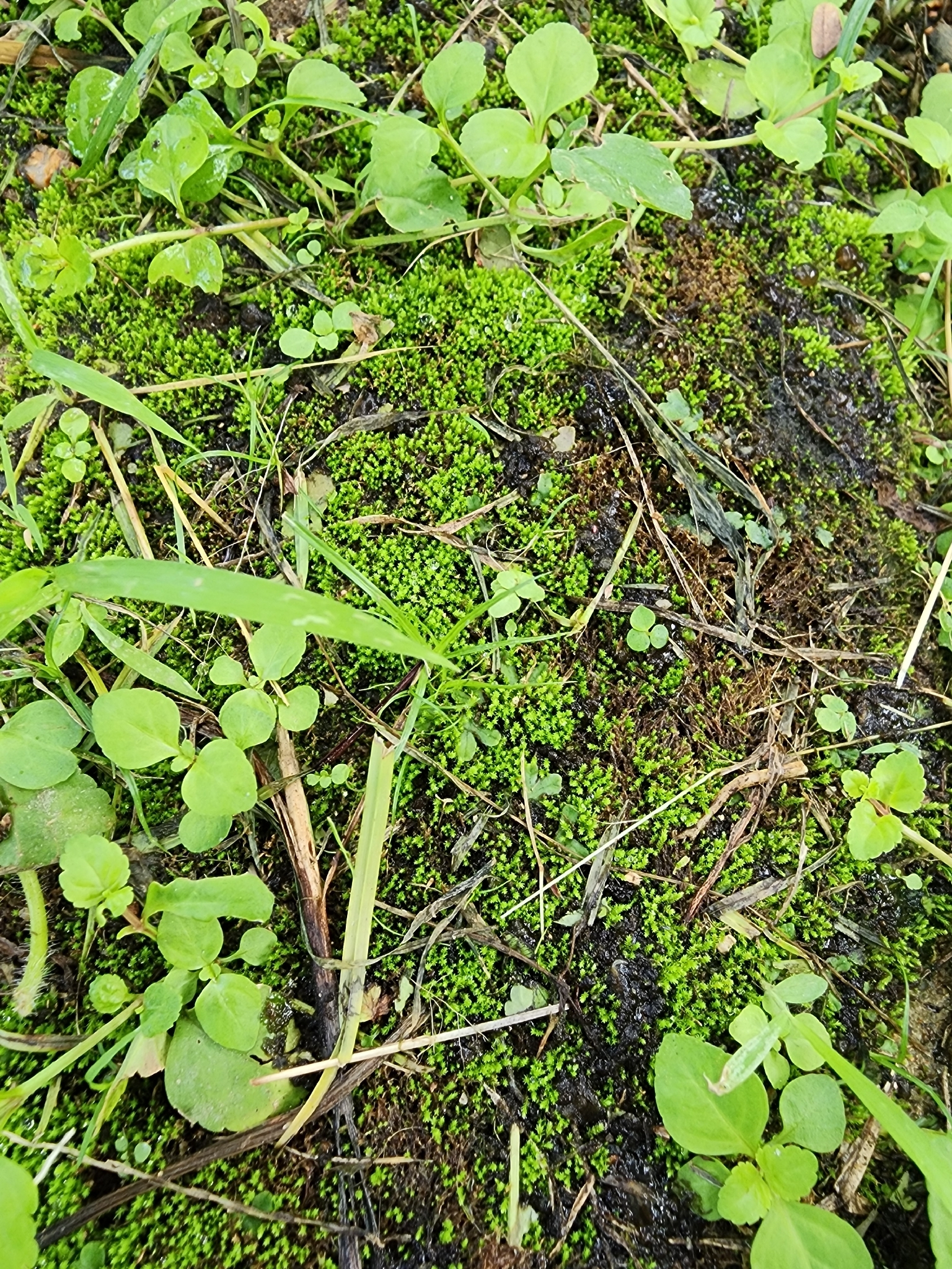 Hyophila involuta — ảnh 2