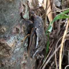 Abantiades latipennis