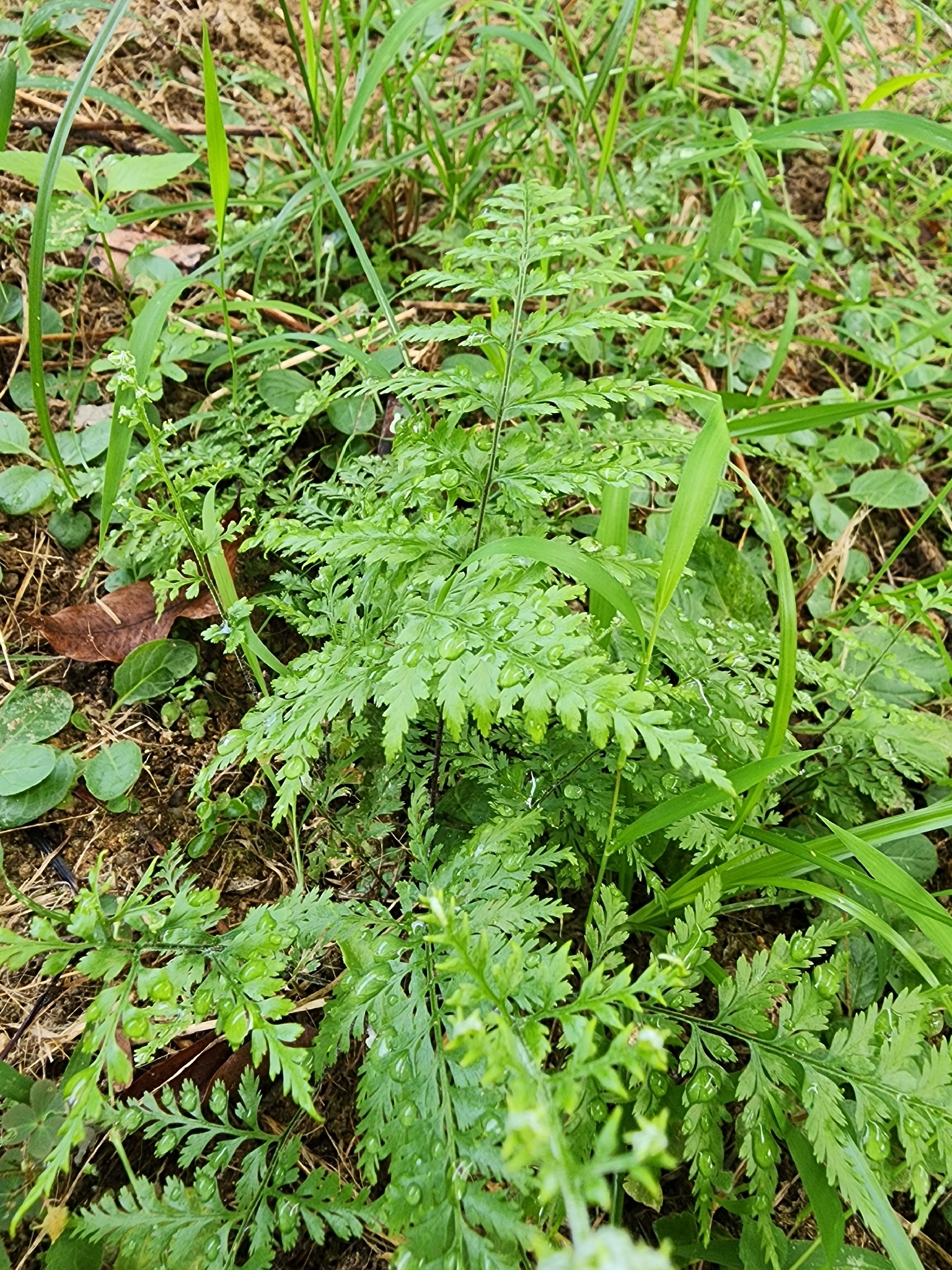 Pityrogramma calomelanos — ảnh 3